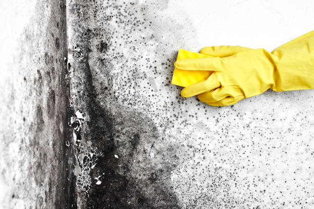 Best Emergency Mold Remediation  in Tucumcari, NM
