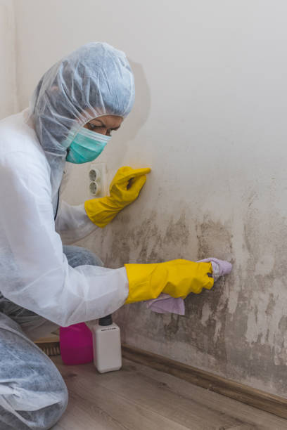 Trusted Tucumcari, NM Mold Removal Experts