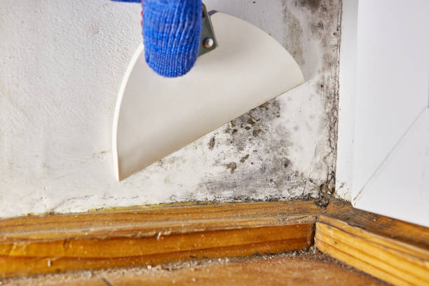 Best Mold-Related Health Consultation  in Tucumcari, NM