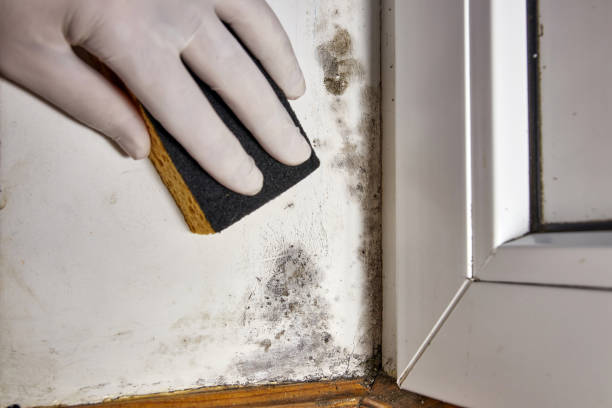 Best Attic Mold Removal  in Tucumcari, NM