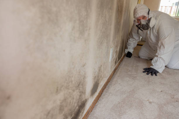 Best Black Mold Removal  in Tucumcari, NM
